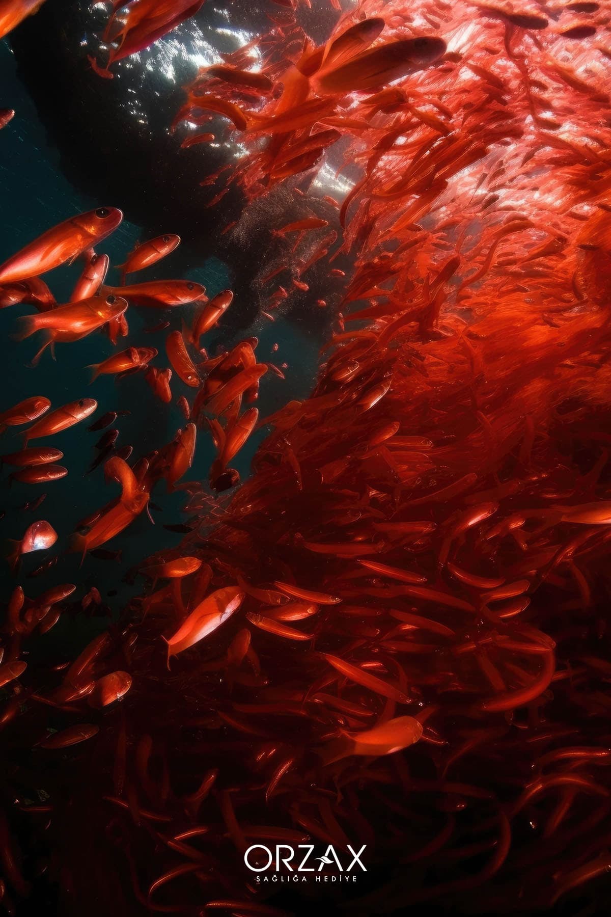 Krill Oil 500 Mg 30 Kapsül Omega 3, Yüksek Dha Ve Epa Içeren Krill Yağı